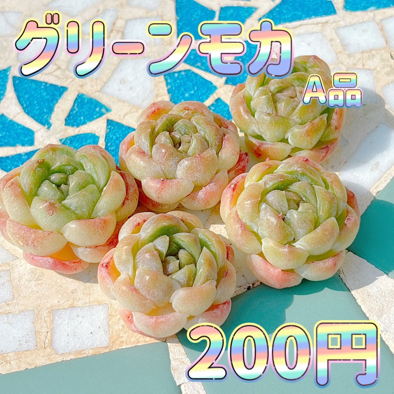 グリーンモカ　A品