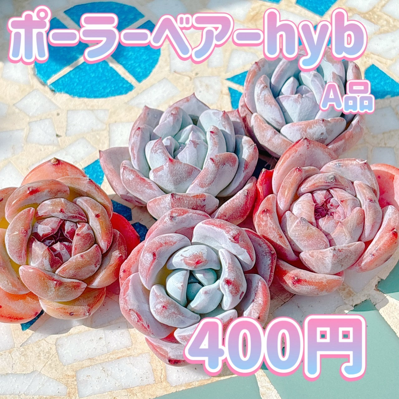 ポーラーベアーHyb A品