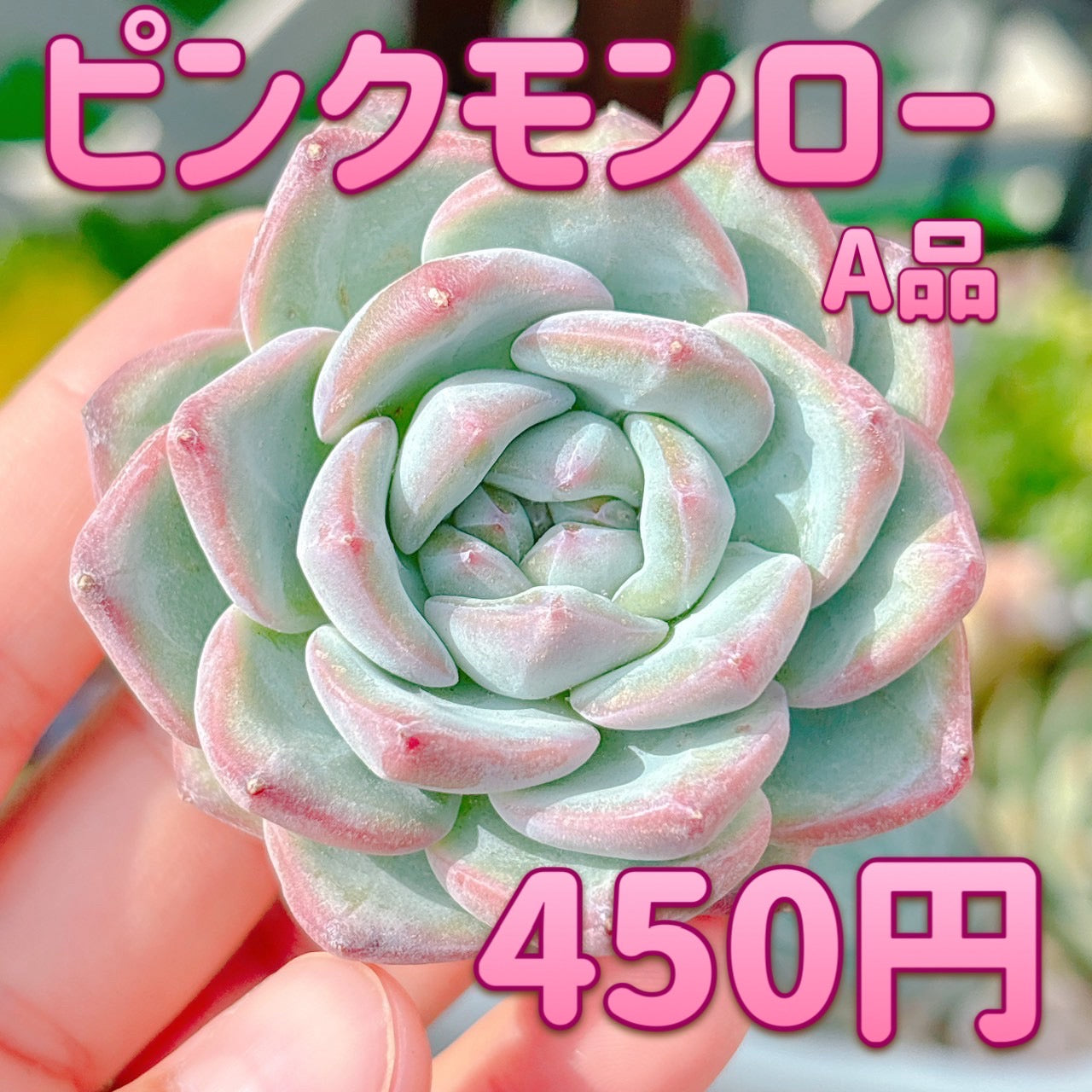 ピンクモンロー　A品