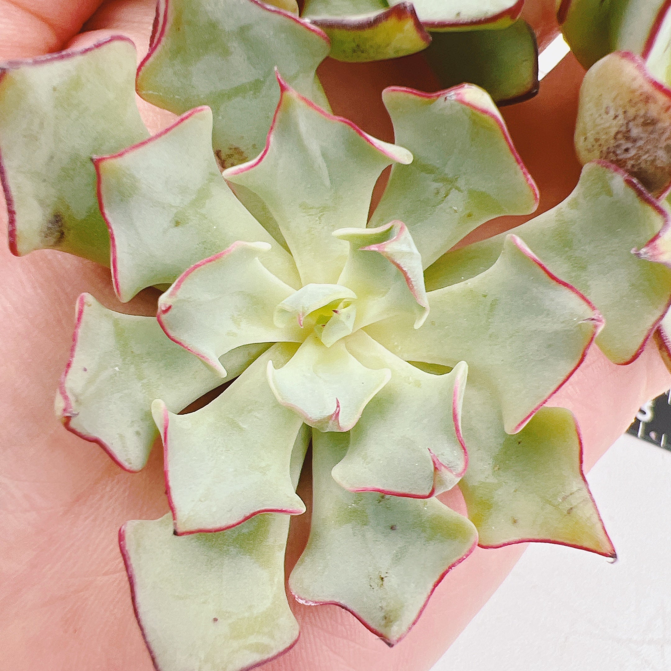 ストリクチフローラノヴァ B034 – Bull Succulent