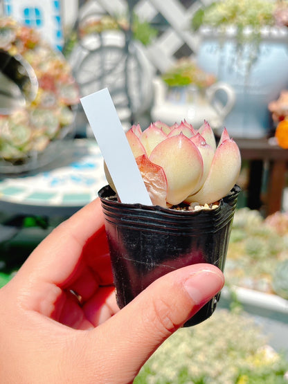 ラインラベル　グレー　10枚