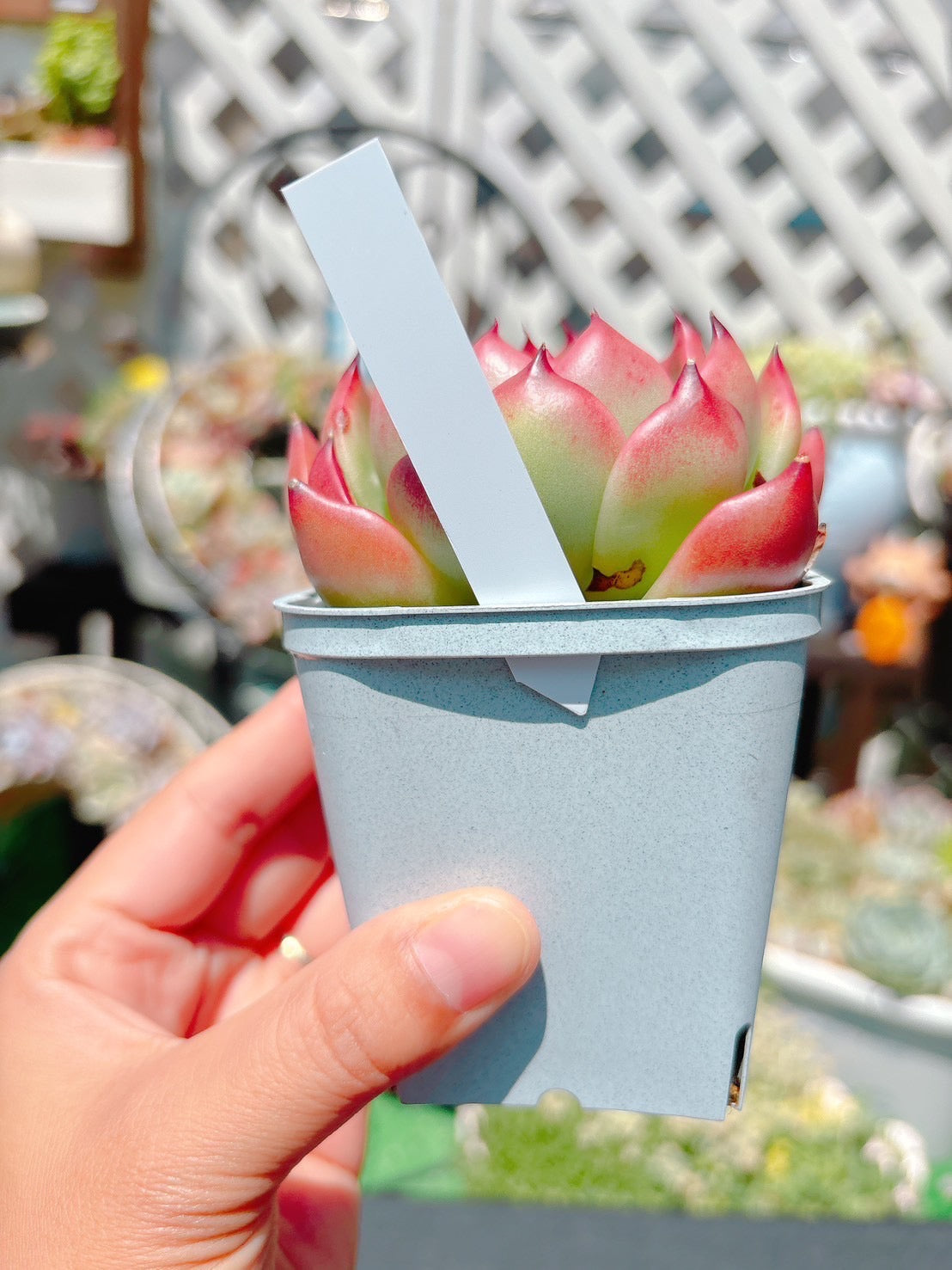 ラインラベル　紫色　10枚