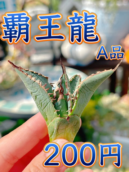 覇王龍　A品