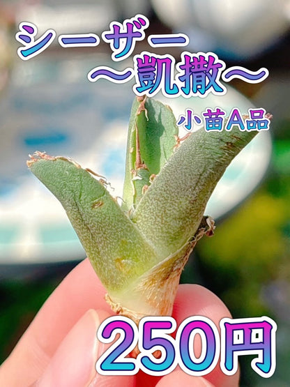 シーザー　凱撒　A品