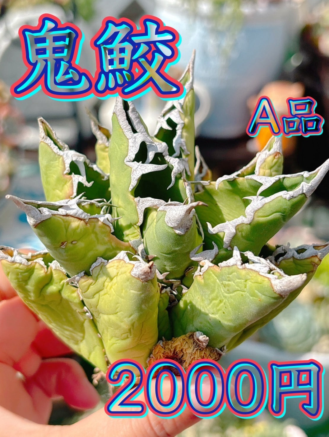 鬼鮫　A品