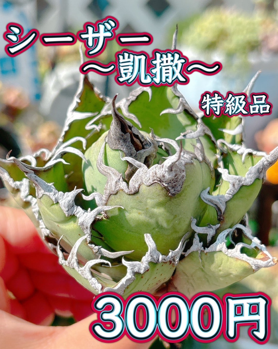 シーザー　凱撒　特級品