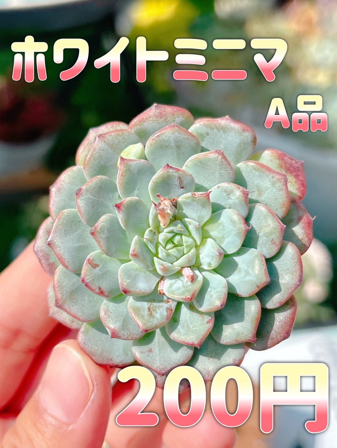 ホワイトミニマ　A品