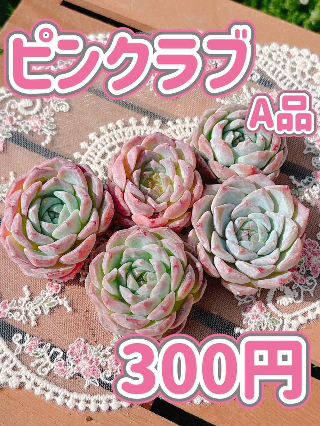 ピンクラブ　A品