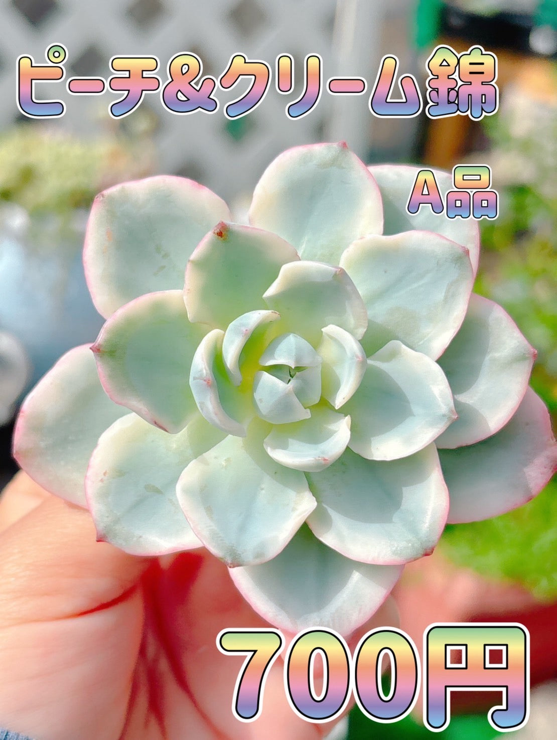 ピーチ&クリーム錦　A品