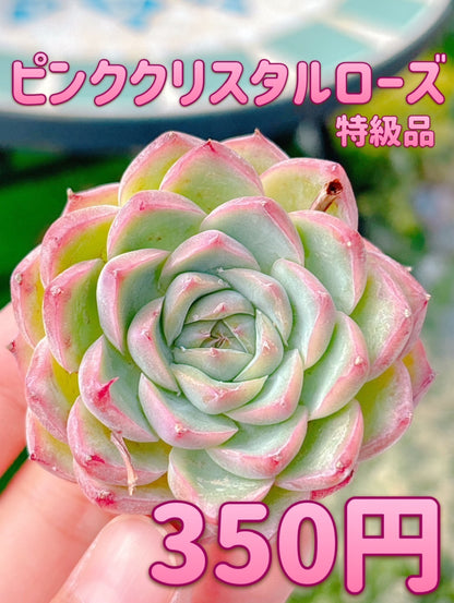 ピンククリスタルローズ　 特級品
