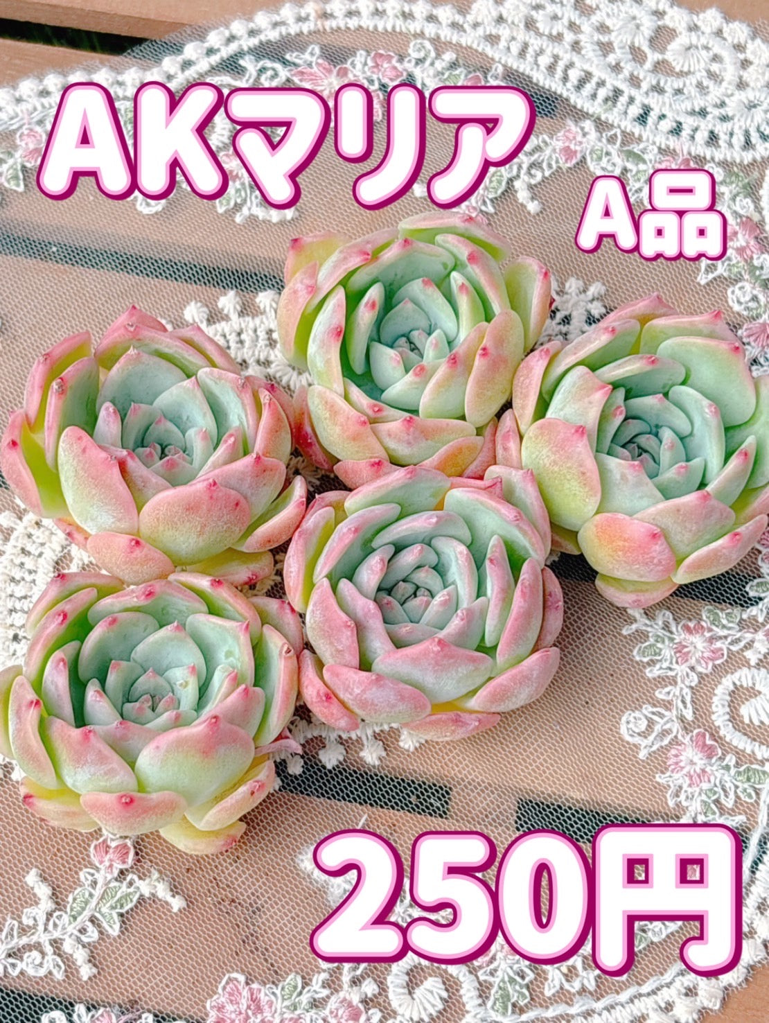 AKマリア　A品