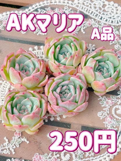 AKマリア　A品