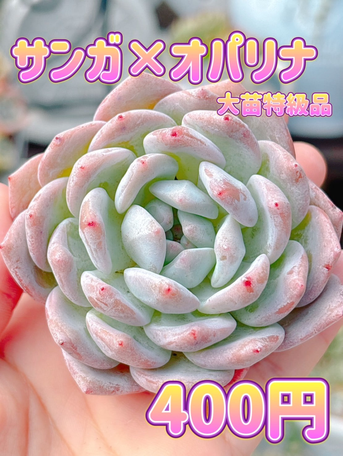 サンガ×オパリナ　大苗　特級品