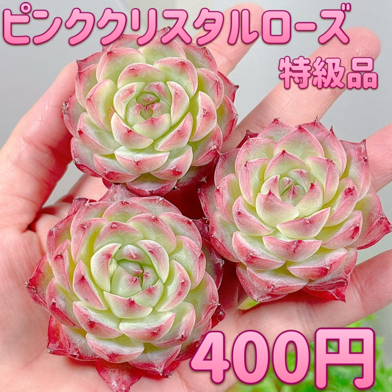 ピンククリスタルローズ 特級品 – Bull Succulent
