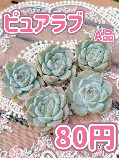 ピュアラブ　A品
