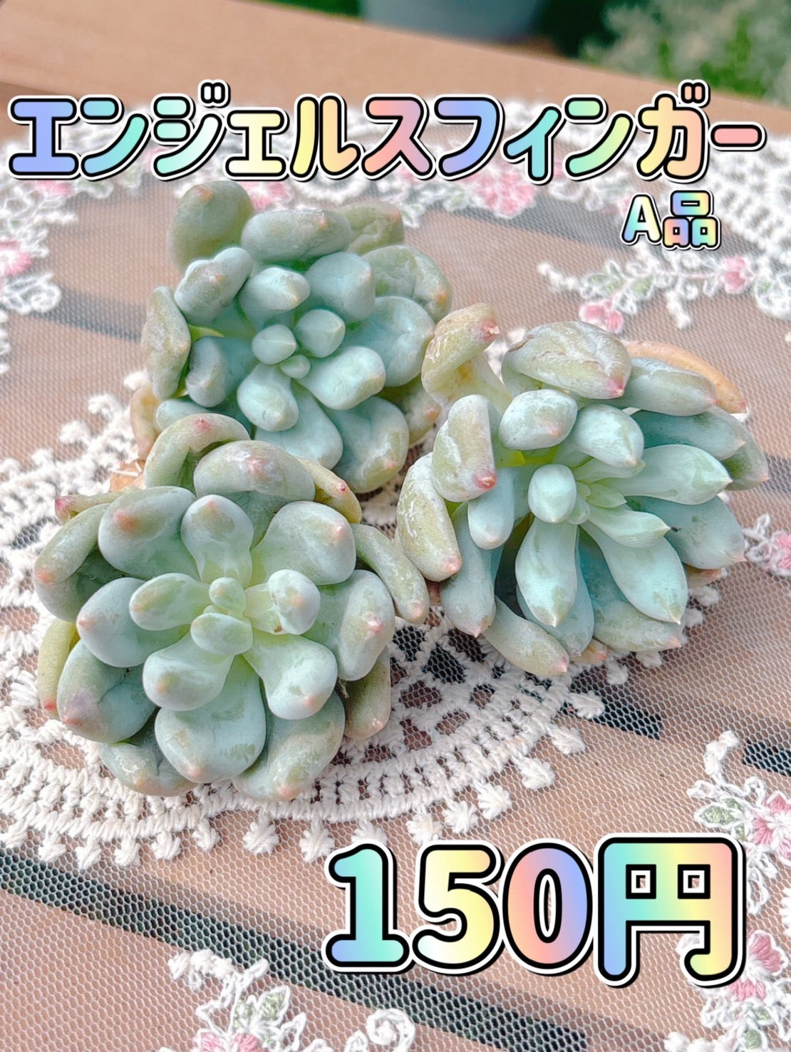 エンジェルスフィンガー　A品