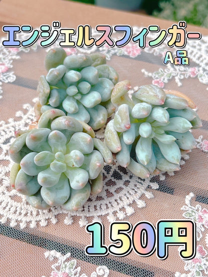 エンジェルスフィンガー　A品