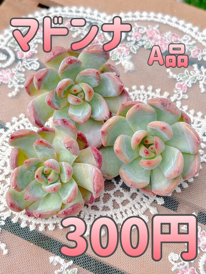 マドンナ　A品