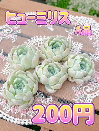 ヒューミリス　A品