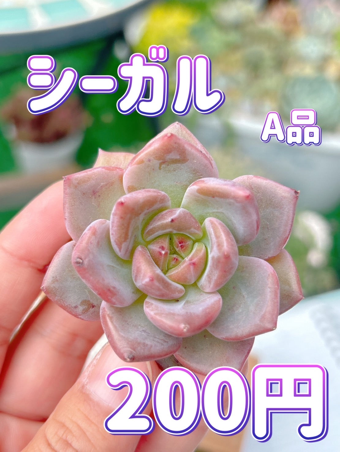 シーガル　A品