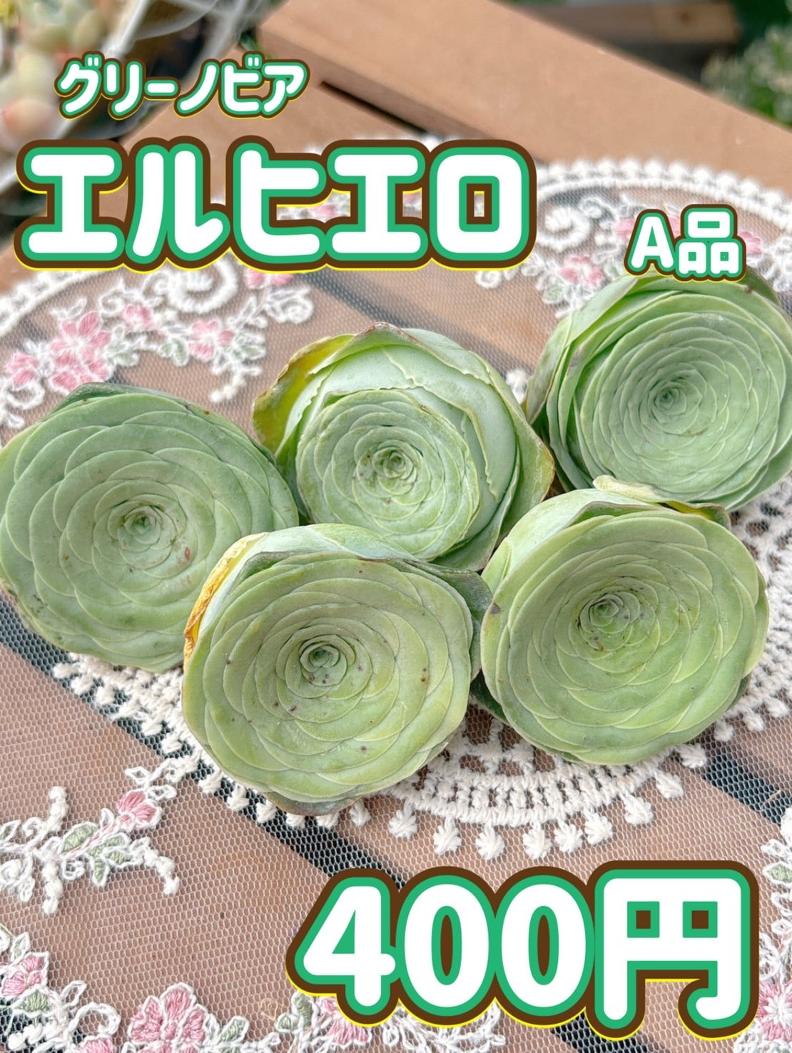 グリーノビア エルヒエロ A品 – Bull Succulent