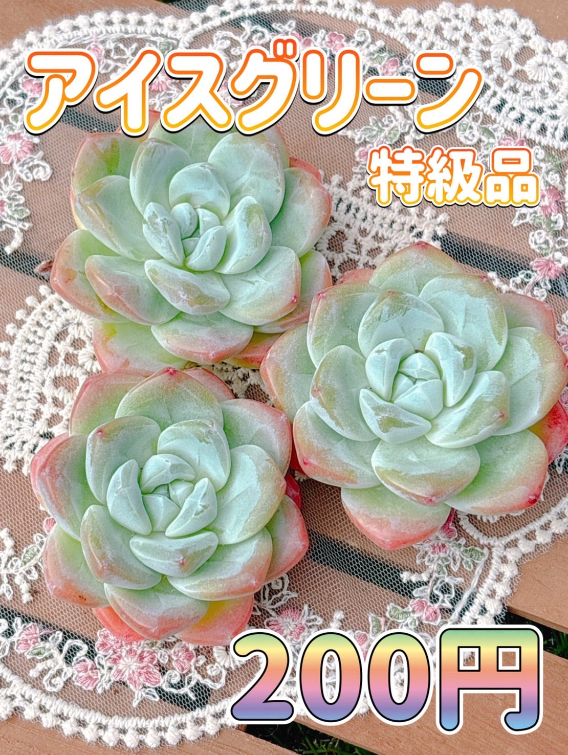 アイスグリーン　特級品
