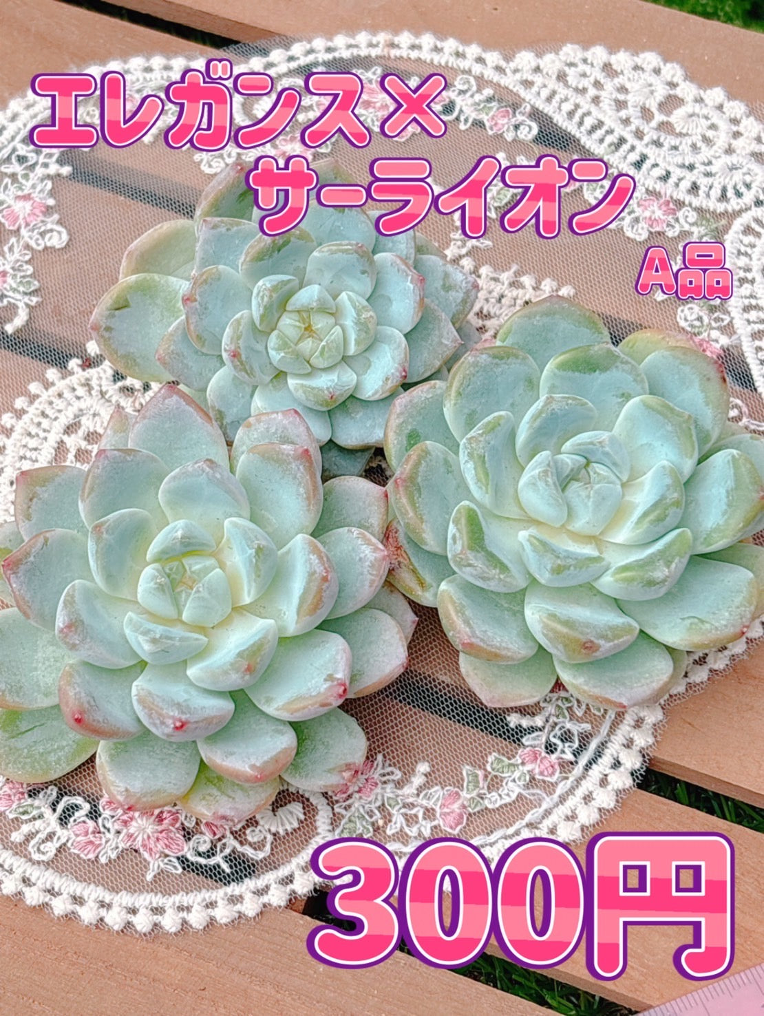 エレガンス×サーライオン　A品