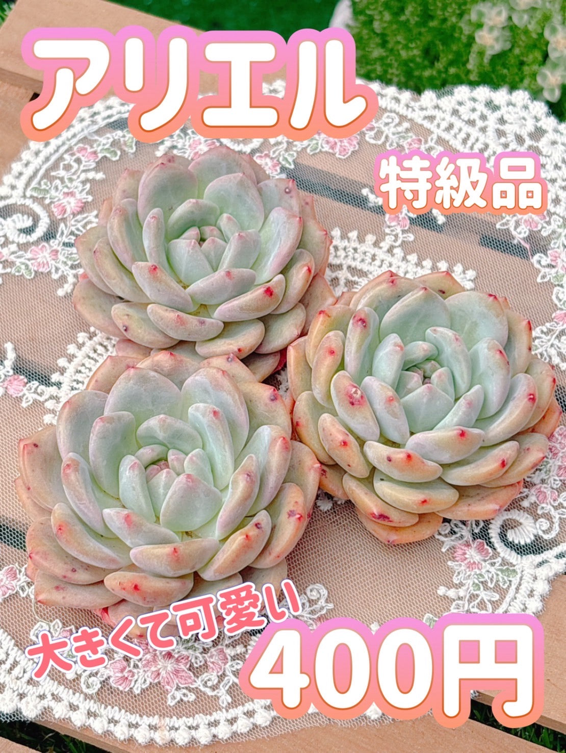 アリエル　特級品