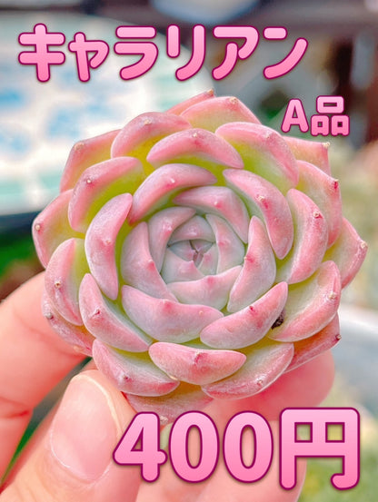 キャラリアン　A品