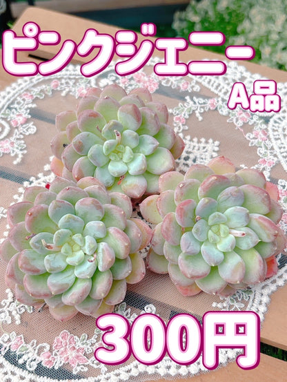 ピンクジェニー　A品