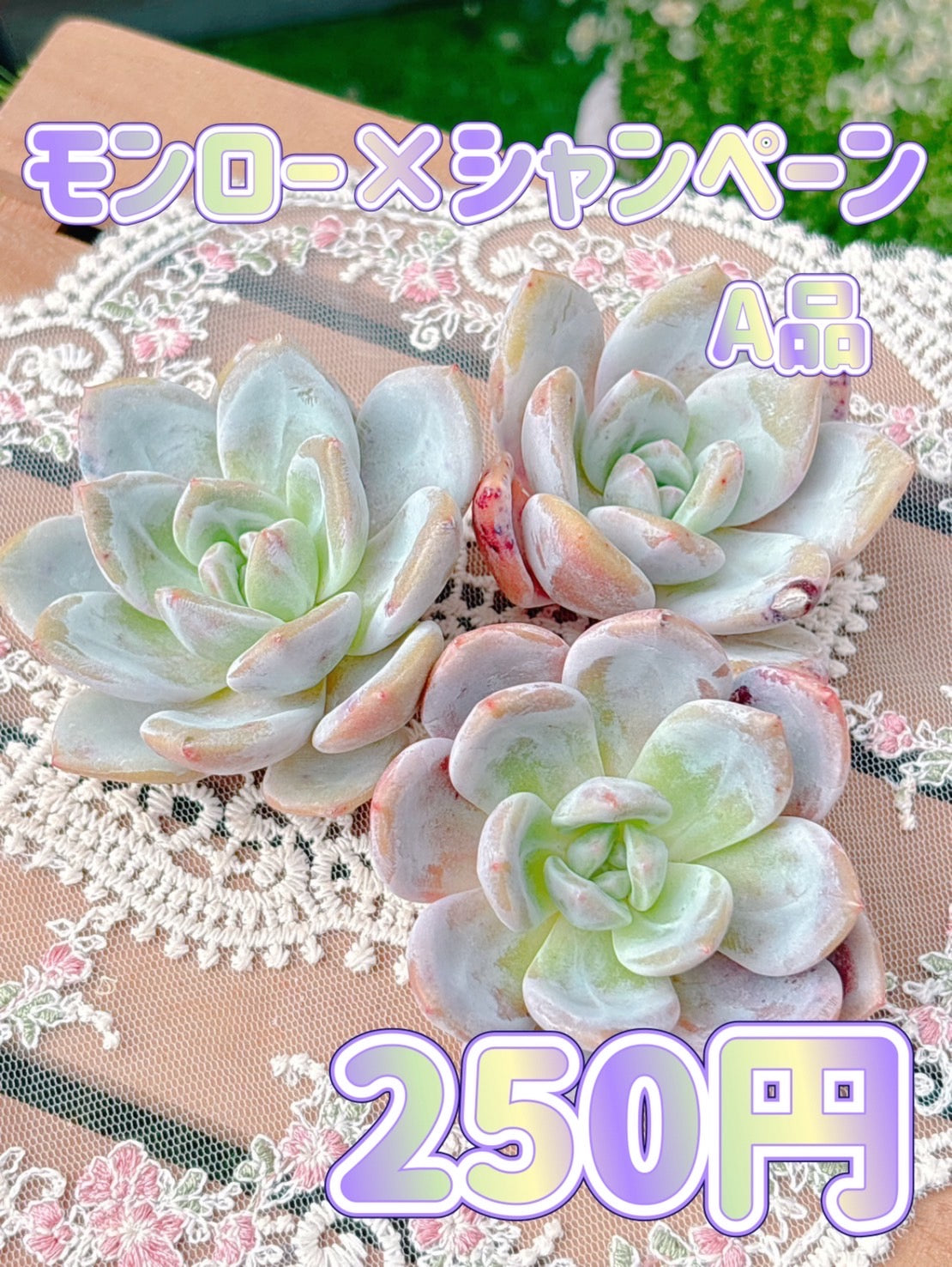 モンロー×シャンペーン　A品