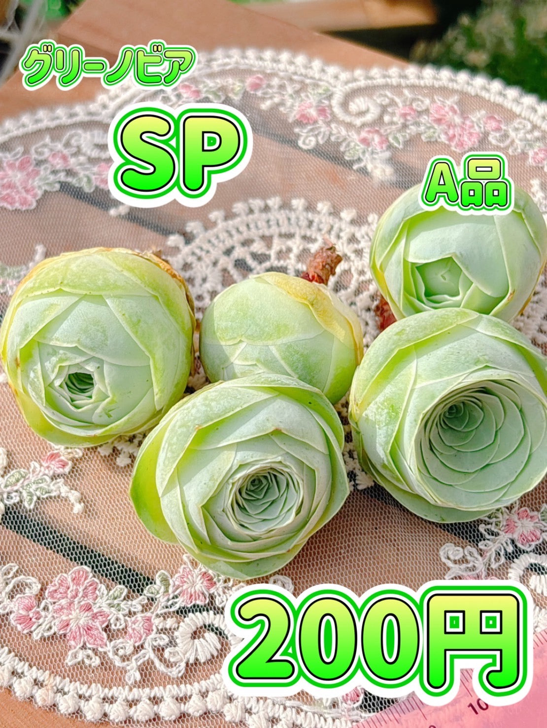 グリーノビア　SP A品