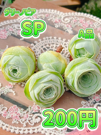 グリーノビア　SP A品