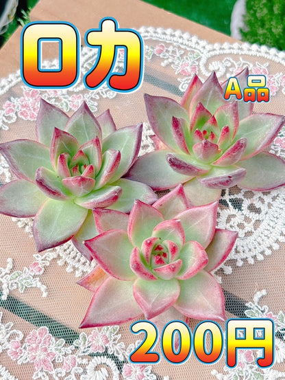 ロカ　A品