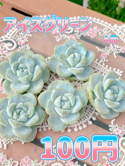 アイスグリーン　A品