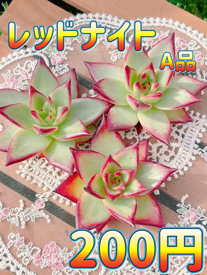 レッドナイト　A品