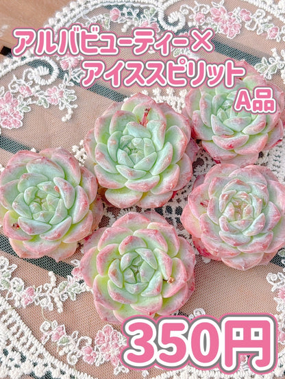 アルバビューティー×アイススピリット　A品