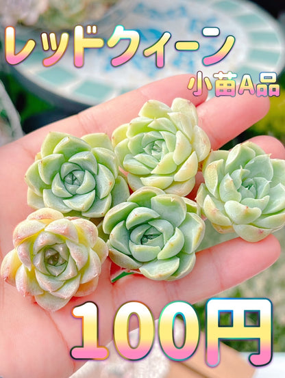 レッドクィーン　A品