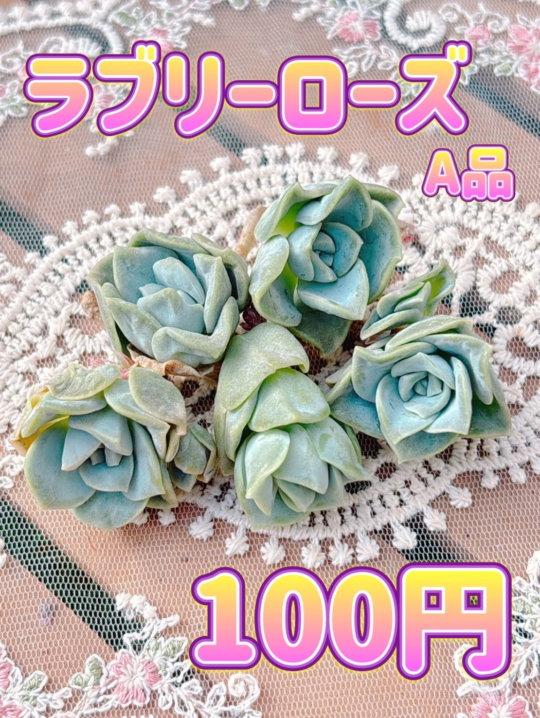 ラブリーローズ　A品