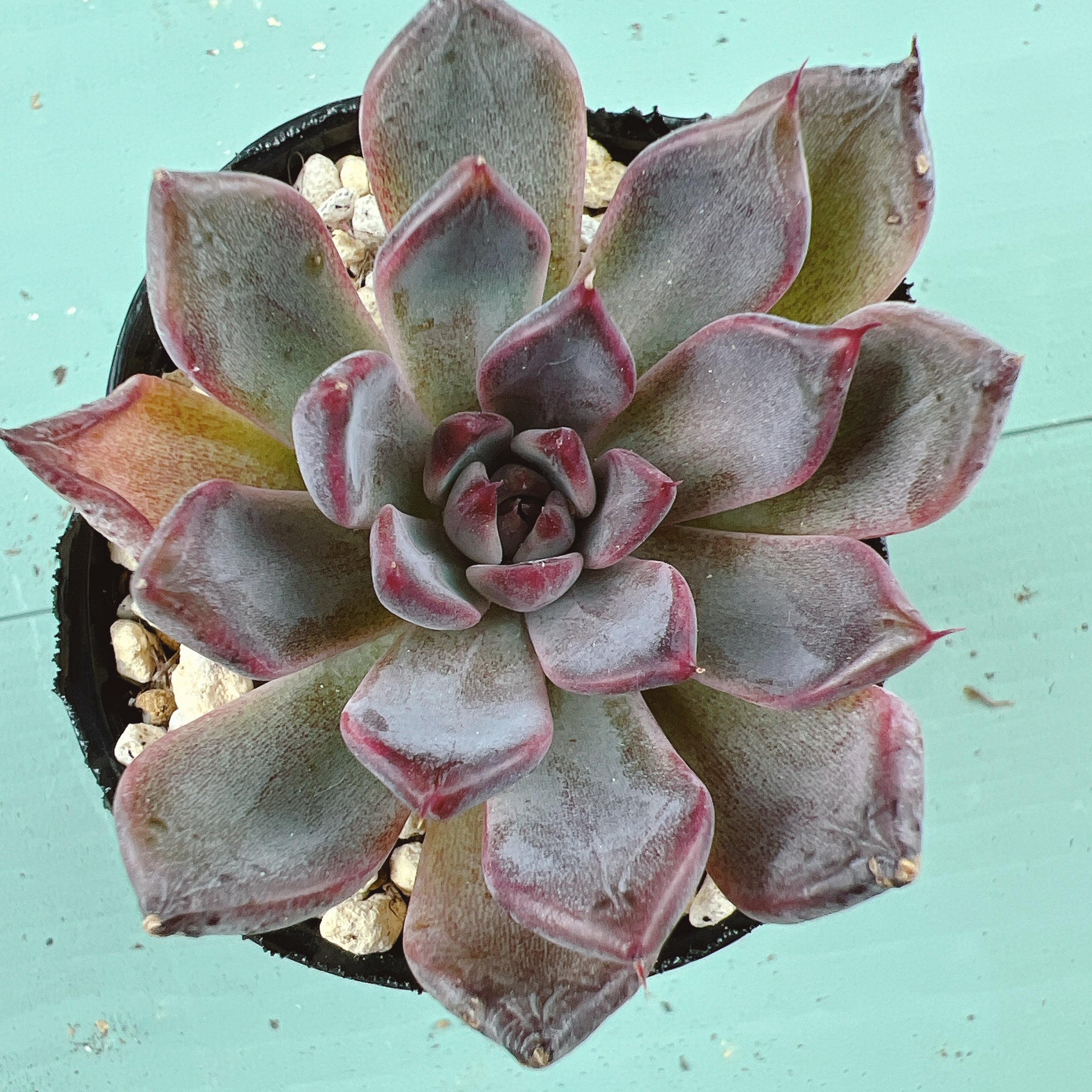 41 Bull 影法師 41 – Bull Succulent