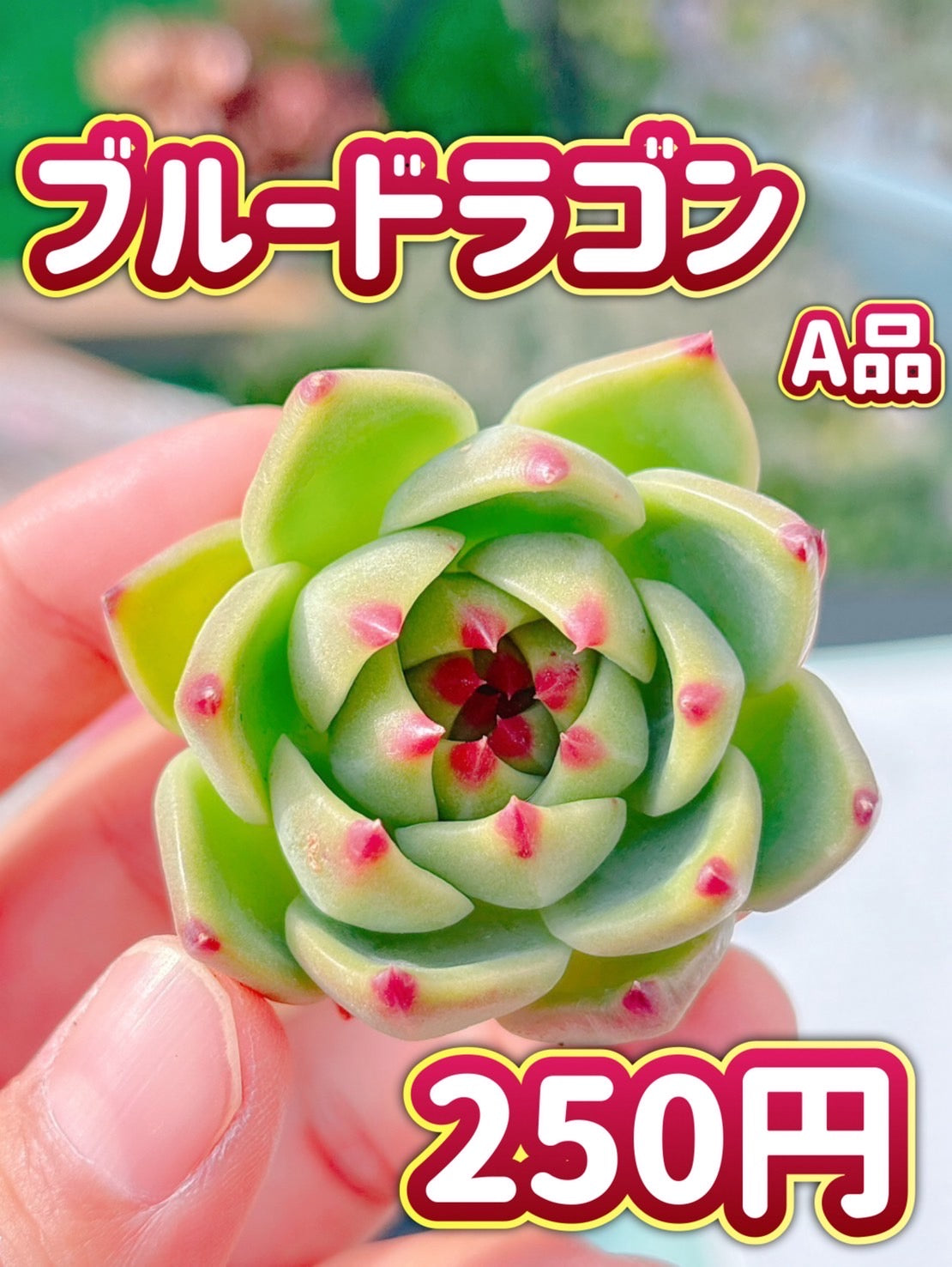ブルードラゴン　A品