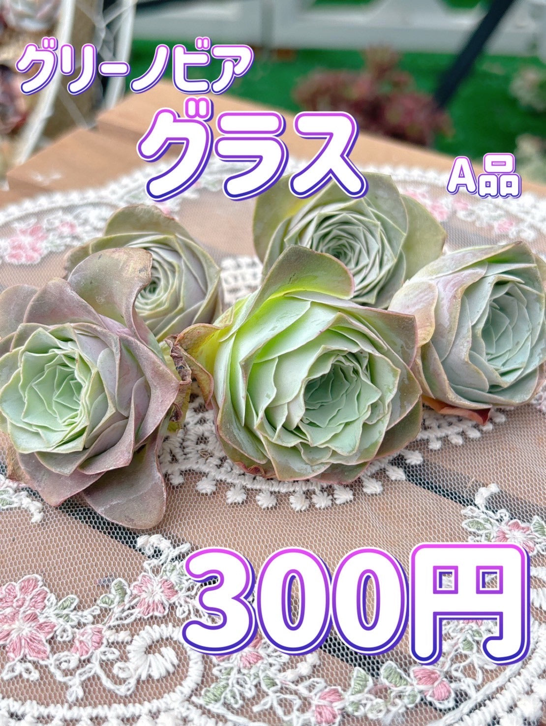 グリーノビア　グラス　A品
