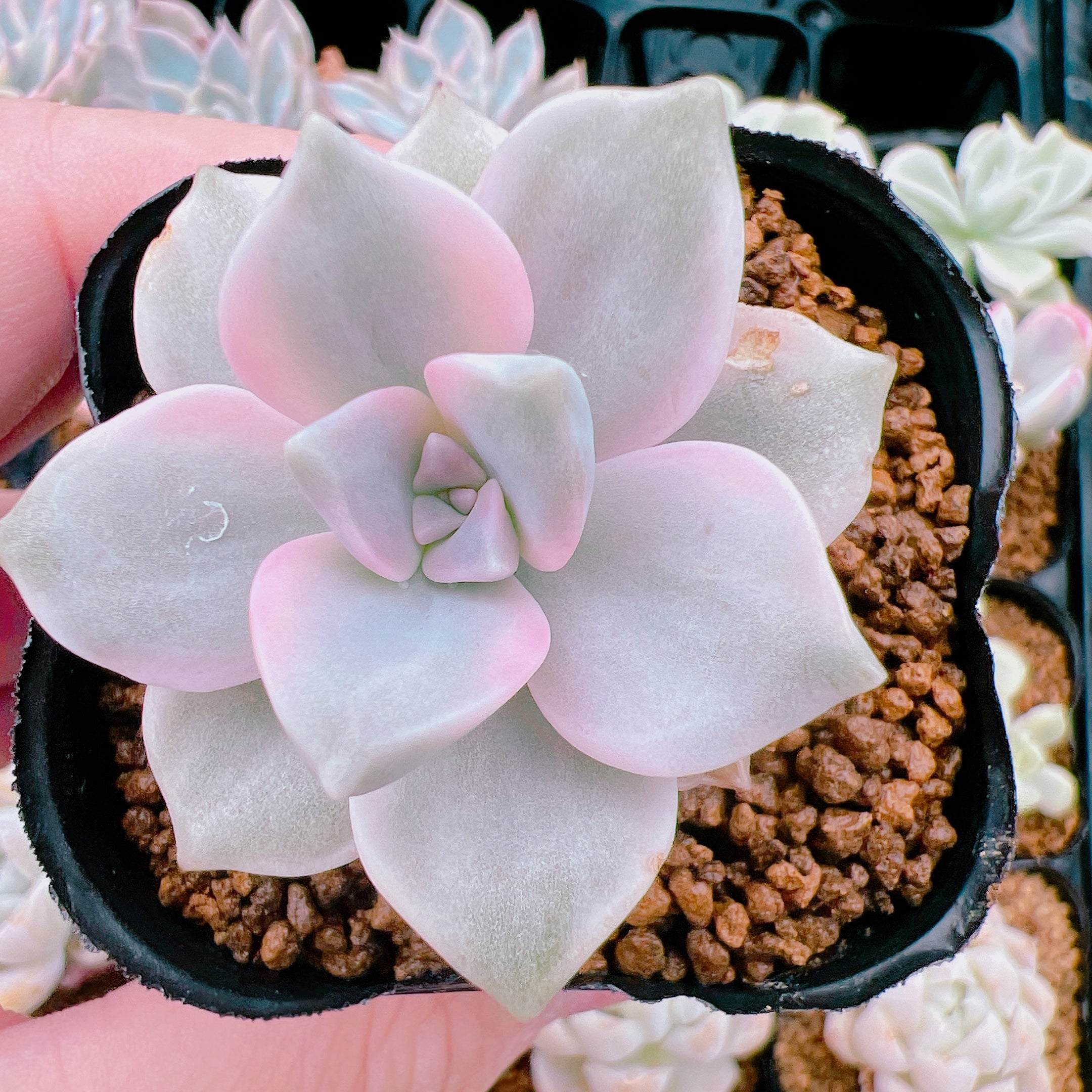 パープルディライト錦 100 – Bull Succulent