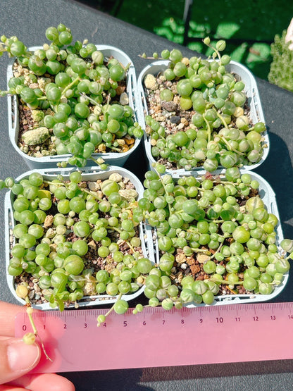 斑入りグリーンネックレス　A品
