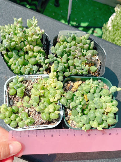 斑入りエンジェルティアーズ  A品
