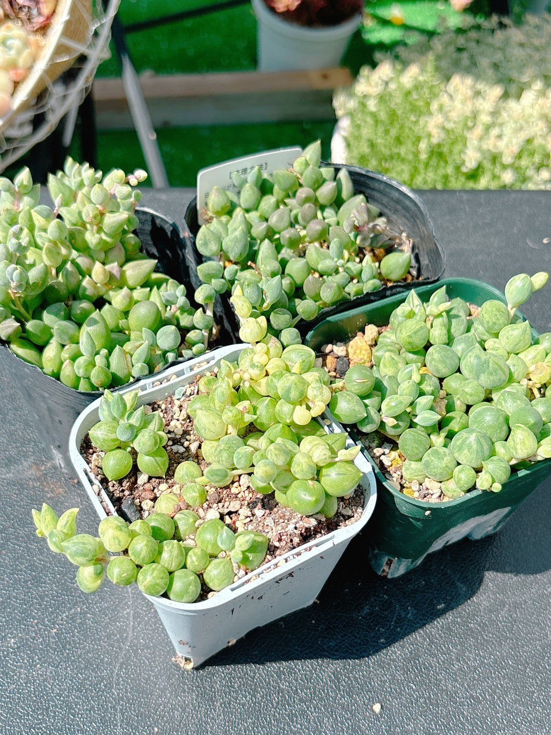 斑入りエンジェルティアーズ  A品