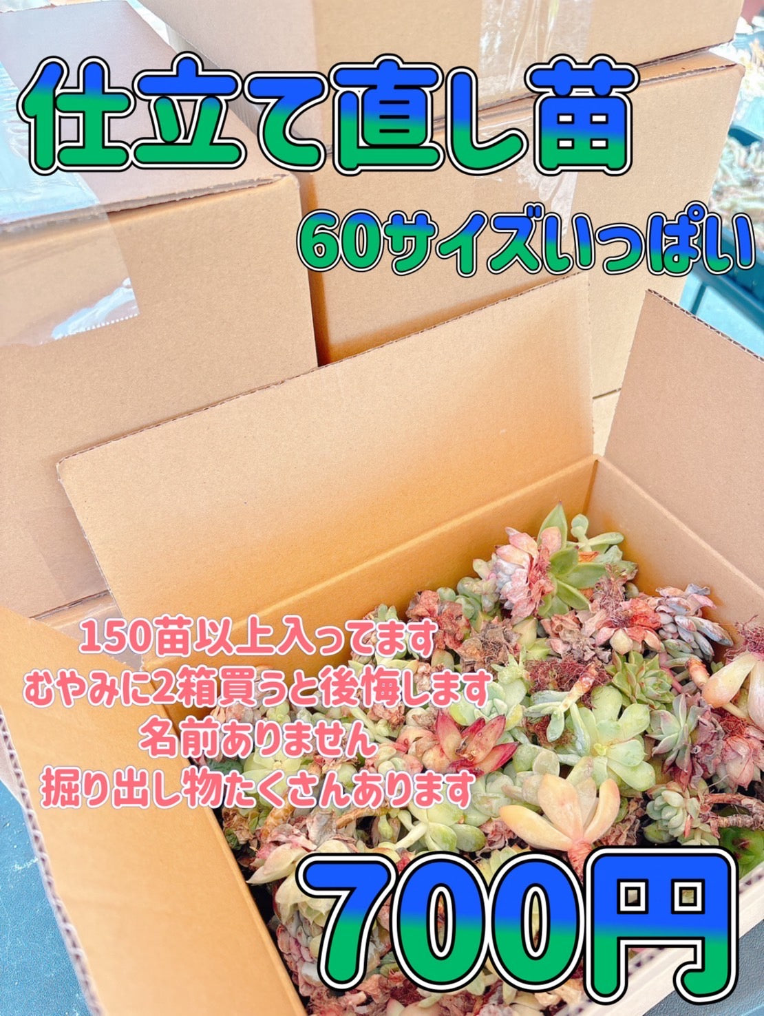 仕立て直し苗　60サイズいっぱい