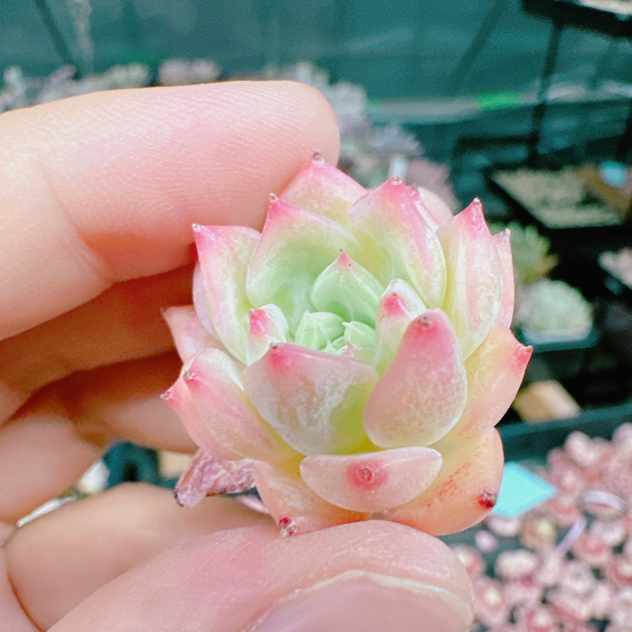AKマリア – Bull Succulent