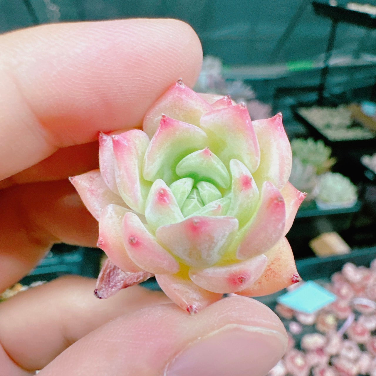 AKマリア – Bull Succulent