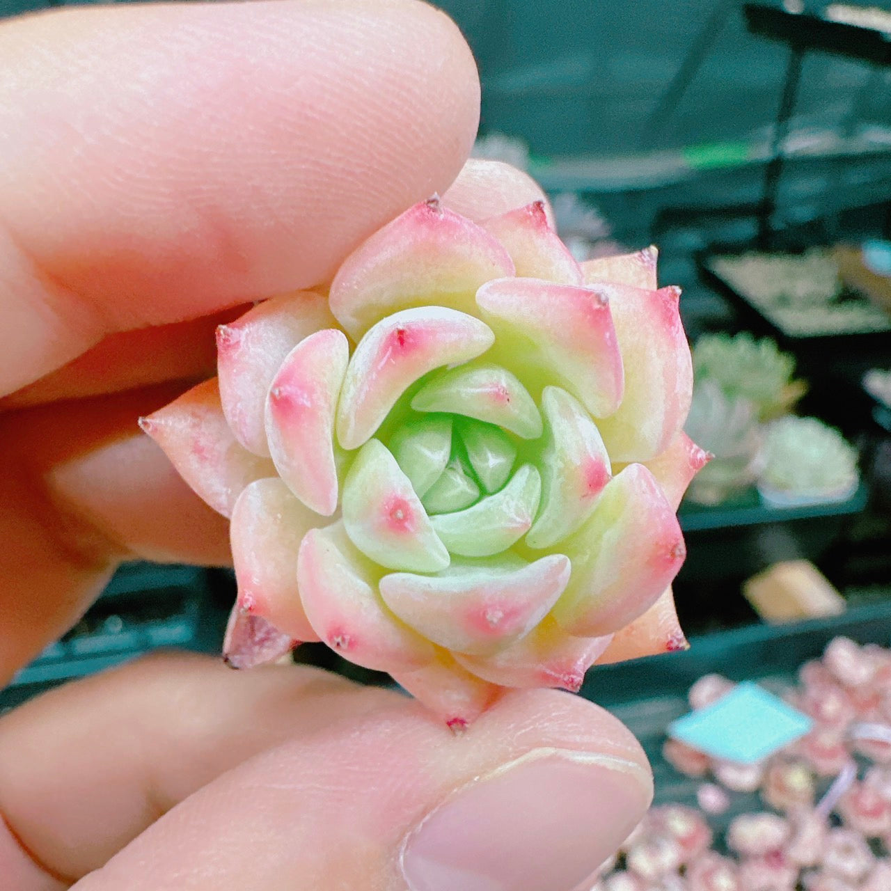 AKマリア – Bull Succulent